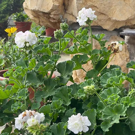 La Corrada Сasa de vacaciones